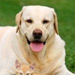 Permalink to Attention Pets and Their Caretakers!