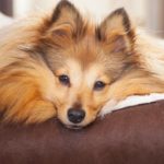 Permalink to Love Your Pets? 53620653s_230660_o.jpg