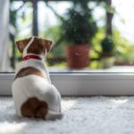 Permalink to Getting to Know Carpet
