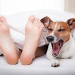 Permalink to Roll Away Pet Bed Project For Large Dog Breeds