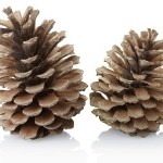 Permalink to How to Make Scented Pine Cones