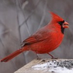 Permalink to Turn Your Pumpkin into a Birdfeeder