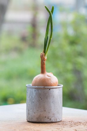 Starting a Vegetable Garden from Kitchen Scraps