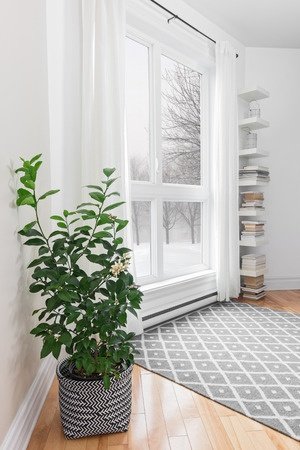 Tips for Keeping Indoor Plants Alive