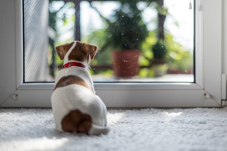 Getting to Know Carpet